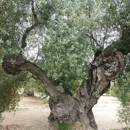 Calaceit Sant Mateu