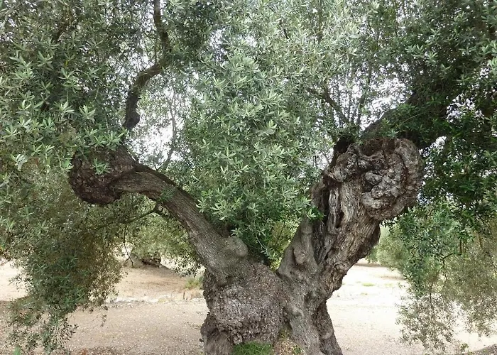 Calaceit Sant Mateu